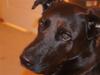 Blanding af racer Sheba