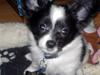 Papillon Luca