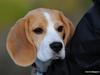 Beagle Bella