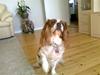 Cavalier king charles spaniel Molly <3 <3 :* [ Himmelhund]