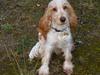 Cocker spaniel Stuart