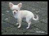 Chihuahua Alma [Tidl. hund]