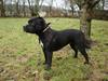Staffordshire bull terrier Vegasus Cilla