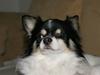 Chihuahua Tyson