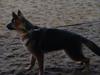 Schæferhund Plys' Emmy.