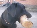 Labrador retriever Fluffy