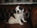 Blanding af racer Cleo