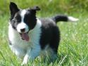 Border collie Bodha