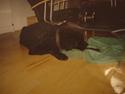 Curly coated retriever Tavi (RIP)