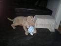 Shar pei Jamaika von Isabella moon