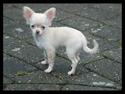 Chihuahua Alma