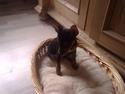Dvaergpinscher Muttley