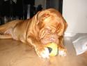 Dogue de bordeaux Krondals Zavannah
