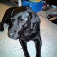 Labrador retriever :-*<3Lady<3:-* R.I.P<3