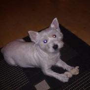 West highland white terrier Cleo
