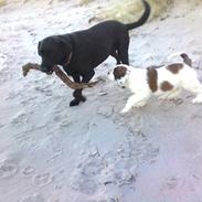 Labrador retriever Fluffy