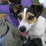 Dansk svensk gaardhund Thea