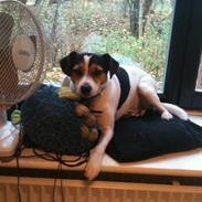 Dansk svensk gaardhund Thea