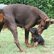 Dobermann Davida