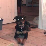 Rottweiler Izzy