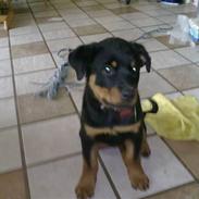 Rottweiler Izzy