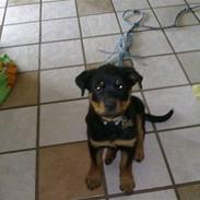 Rottweiler Izzy