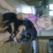 Rottweiler Izzy