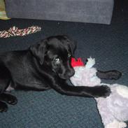 Labrador retriever .•°Xander°•.