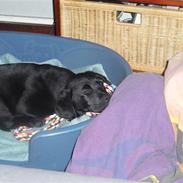 Labrador retriever .•°Xander°•.