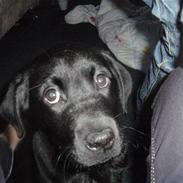 Labrador retriever .•°Xander°•.