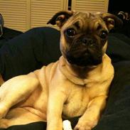 Blanding af racer Chili fransk bull - mops
