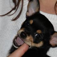 Blanding af racer Dina