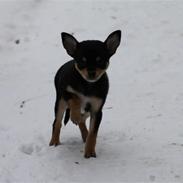 Blanding af racer Dina