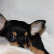 Blanding af racer Dina