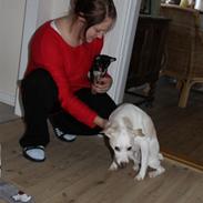 Blanding af racer Dina