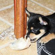 Blanding af racer Dina