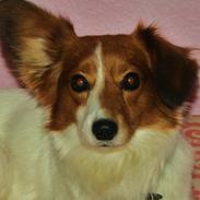 Blanding af racer Lucky Dogie