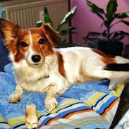 Blanding af racer Lucky Dogie