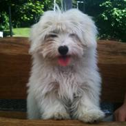Coton de tulear Mille