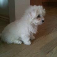 Coton de tulear Mille