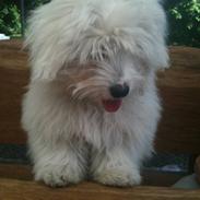 Coton de tulear Mille
