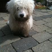 Coton de tulear Mille