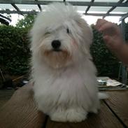 Coton de tulear Mille