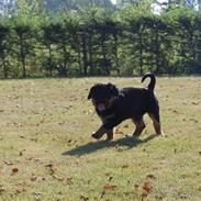 Rottweiler Molly