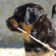 Rottweiler Molly