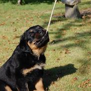 Rottweiler Molly