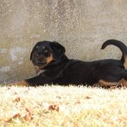 Rottweiler Molly
