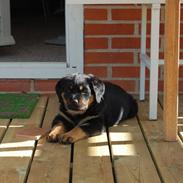 Rottweiler Molly
