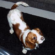 Cavalier king charles spaniel Nora