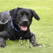 Blanding af racer Felix